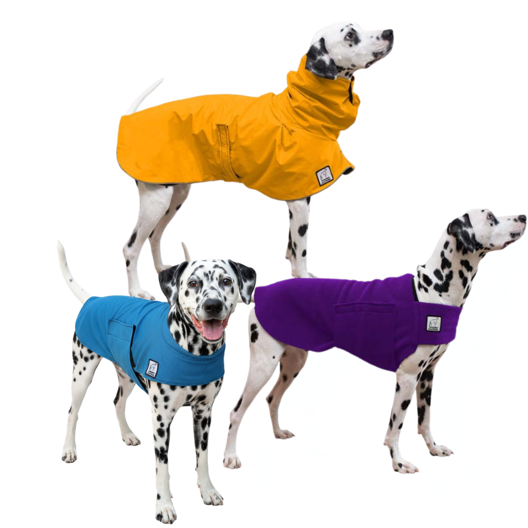 Dalmatian Nomad Bundle