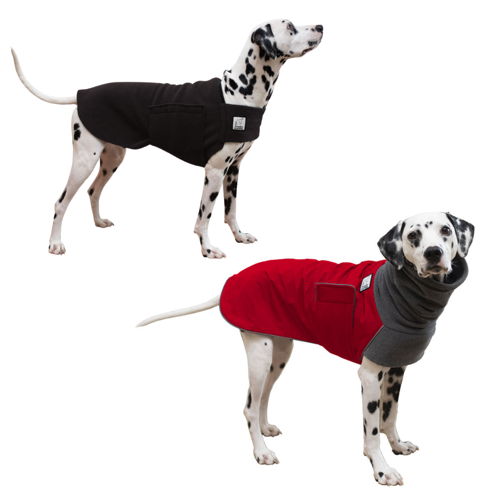 Dalmatian Rover Bundle