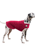 Dalmatian Tummy Warmer