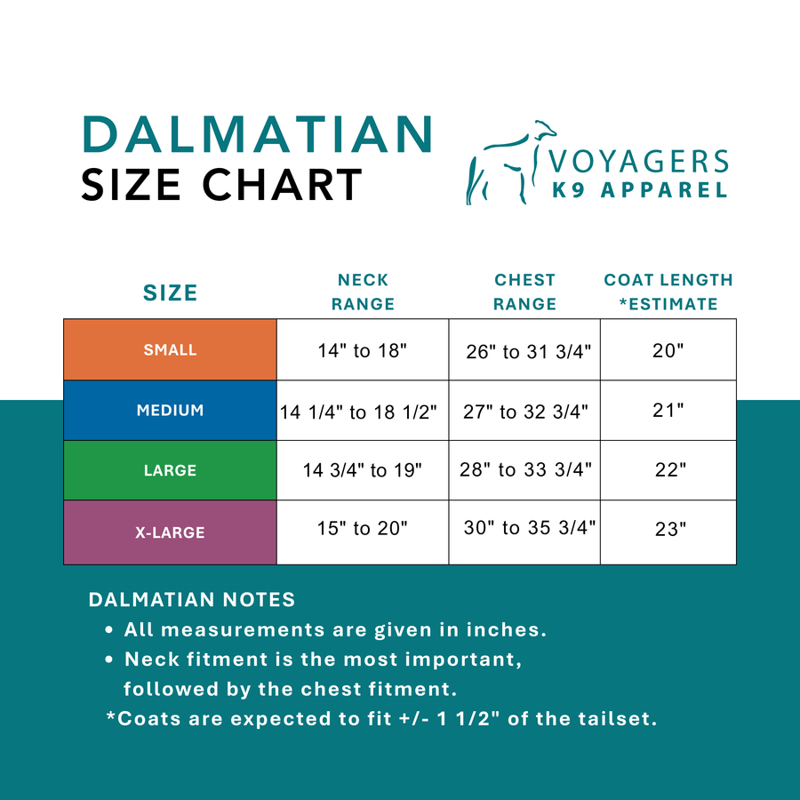 Dalmatian Winter Coat