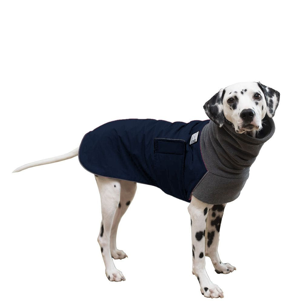 Dalmatian Winter Coat