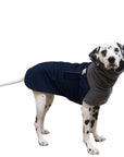 Dalmatian Winter Coat