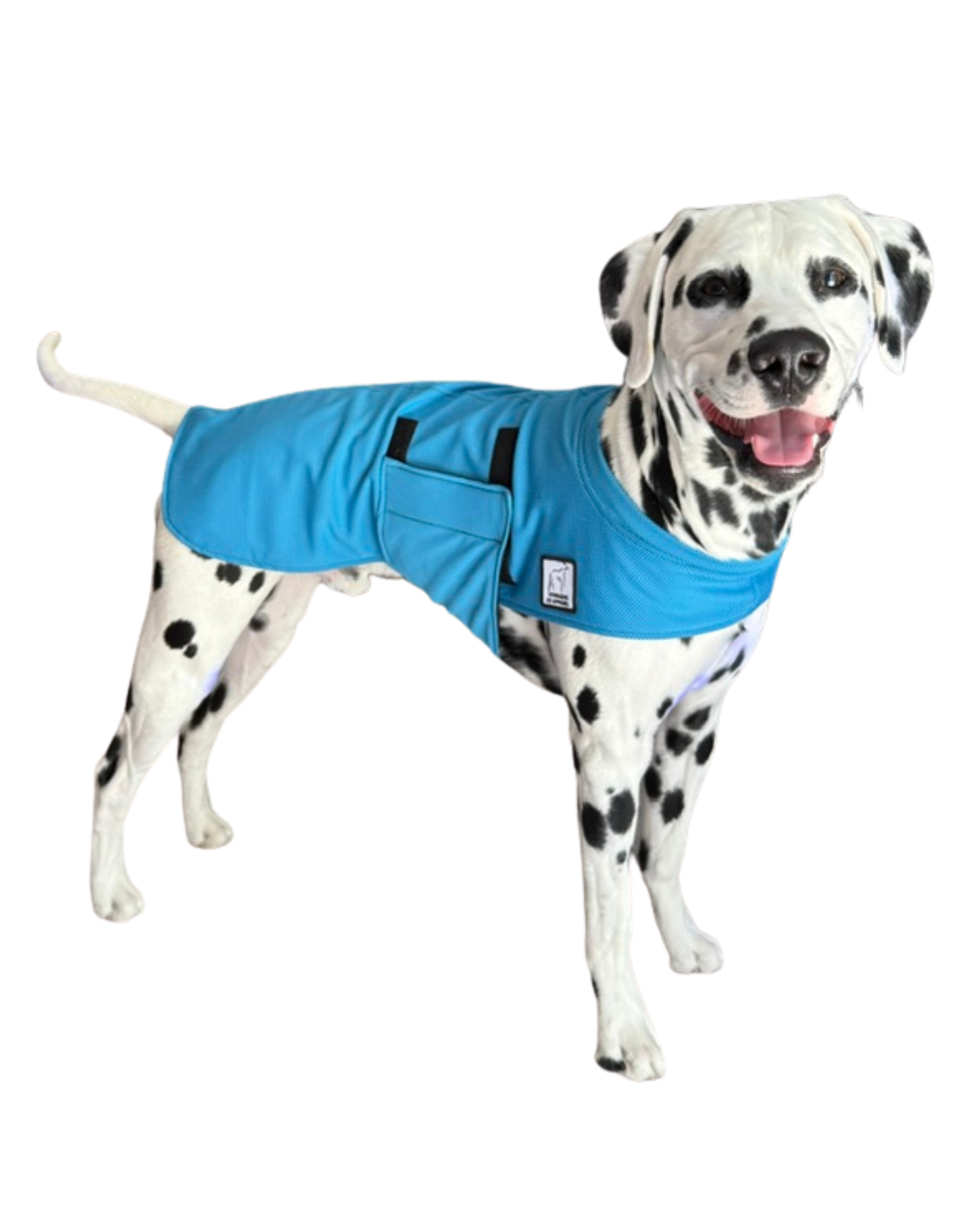 Dalmatian Cooling Coat