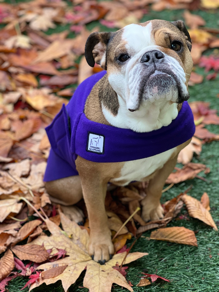 Bulldog jersey for dogs best sale