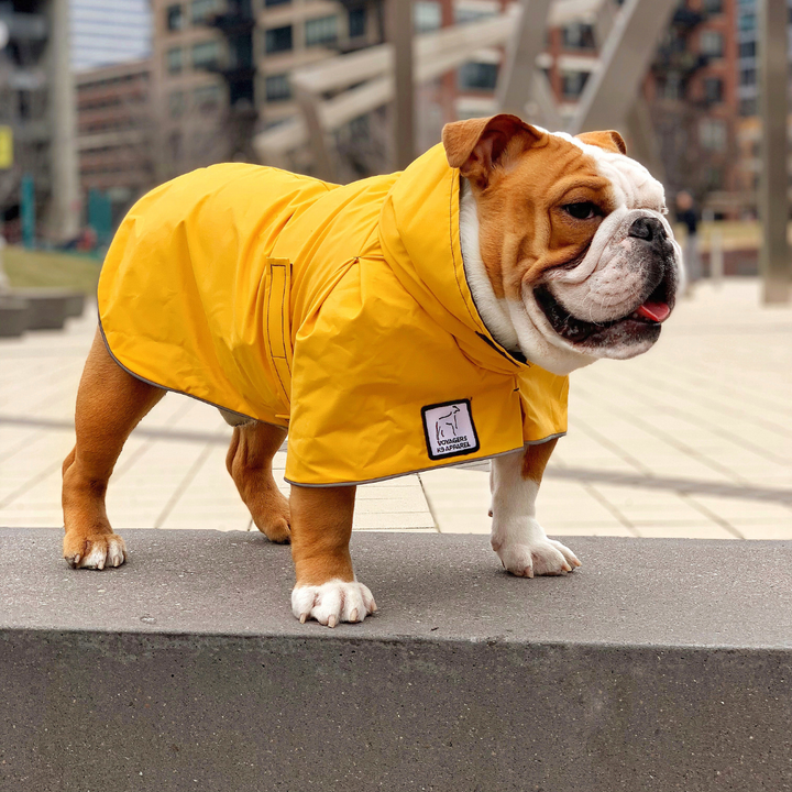 English Bulldog Jacket | Voyagers K9 Apparel