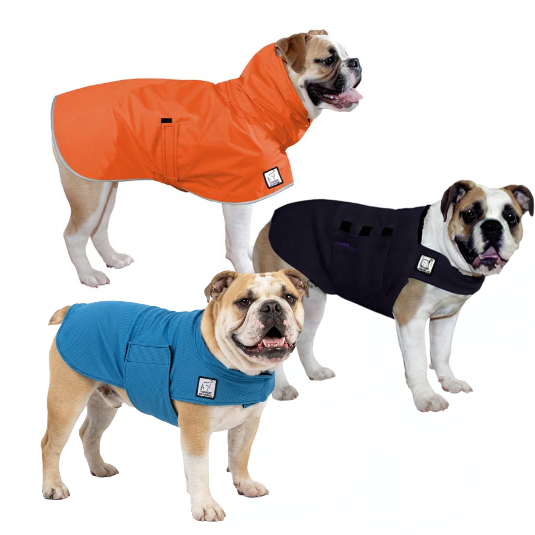 English Bulldog Nomad Bundle