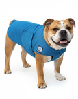 Voyager K9 Apparel English Bulldog Cooling Coat