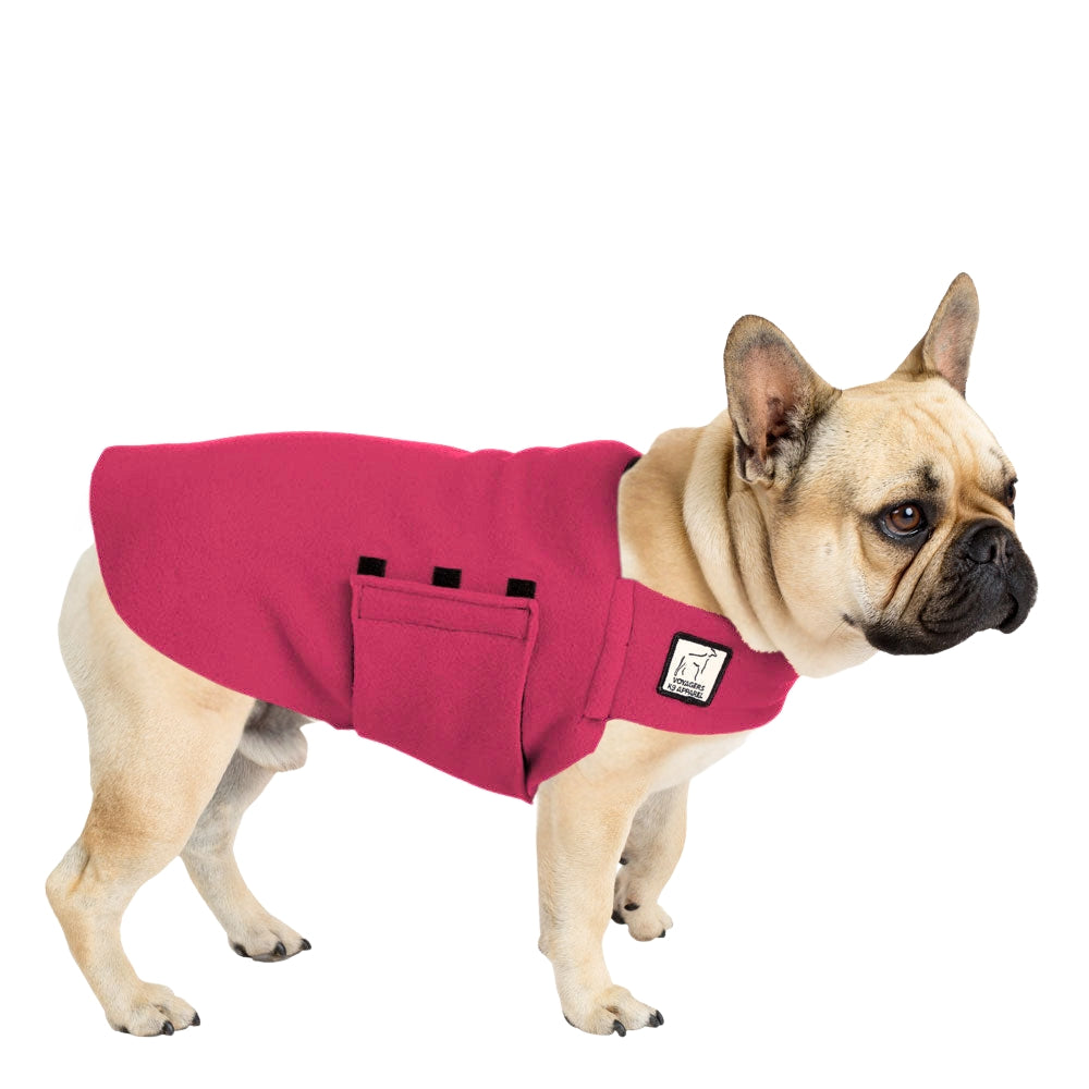 French Bulldog Tummy Warmer