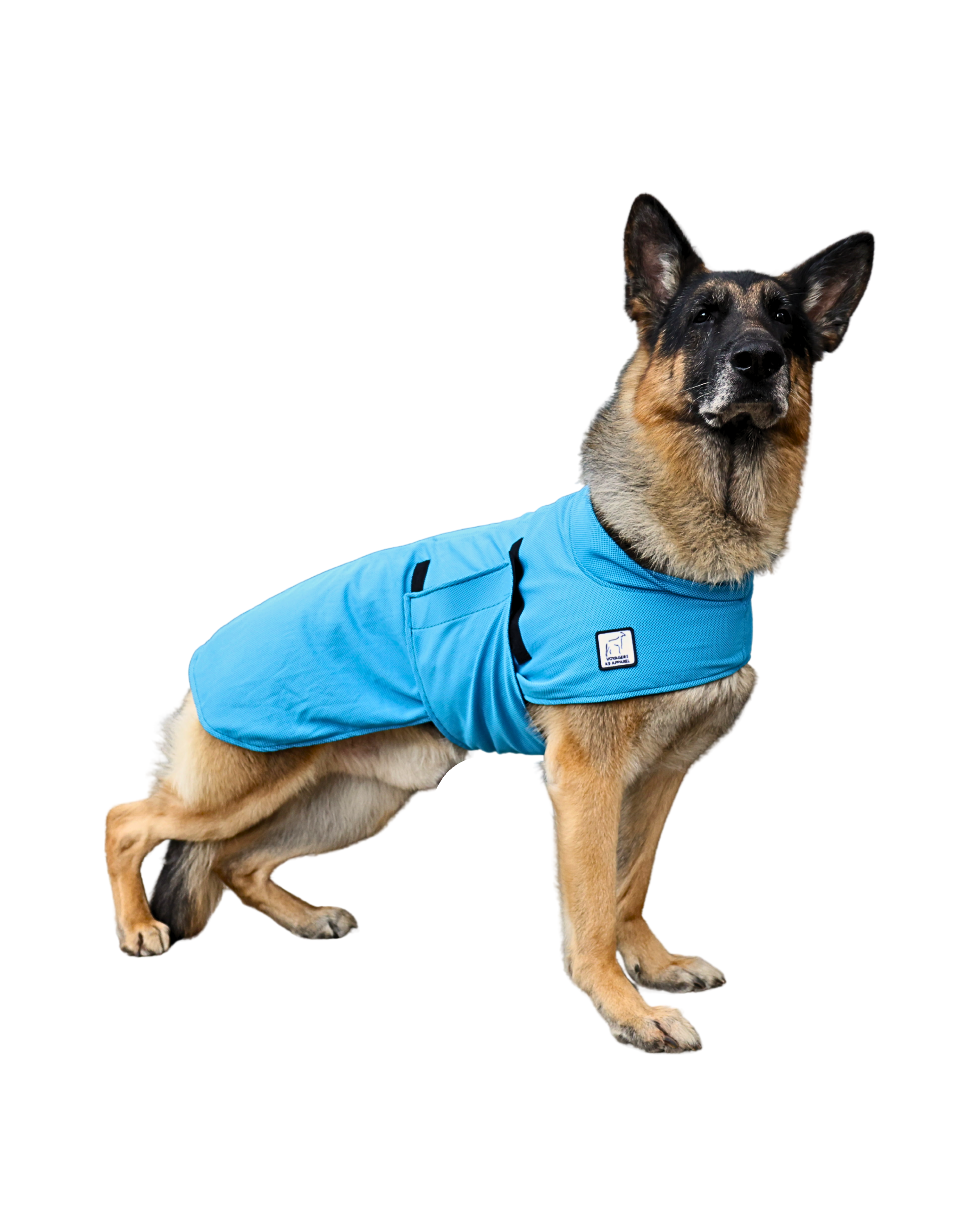 German Shepherd Cooling Coat