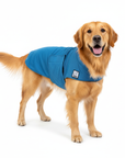 Golden Retriever Cooling Coat