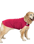 Golden Retriever Tummy Warmer