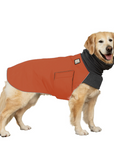 Golden Retriever Winter Coat