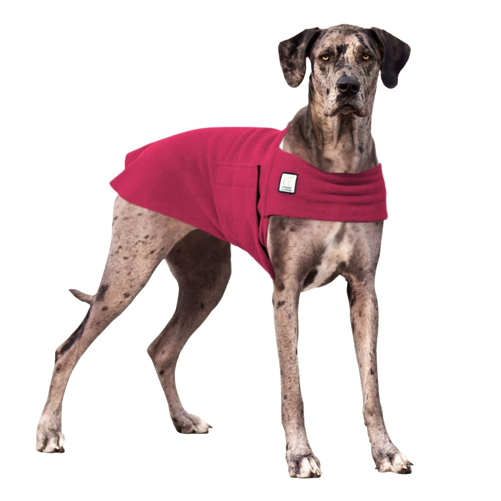 Great Dane Tummy Warmer