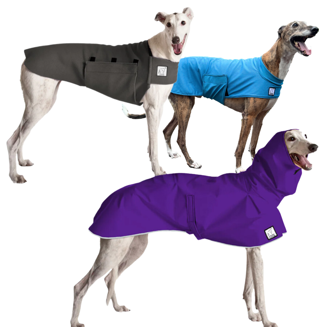 Greyhound Nomad Bundle