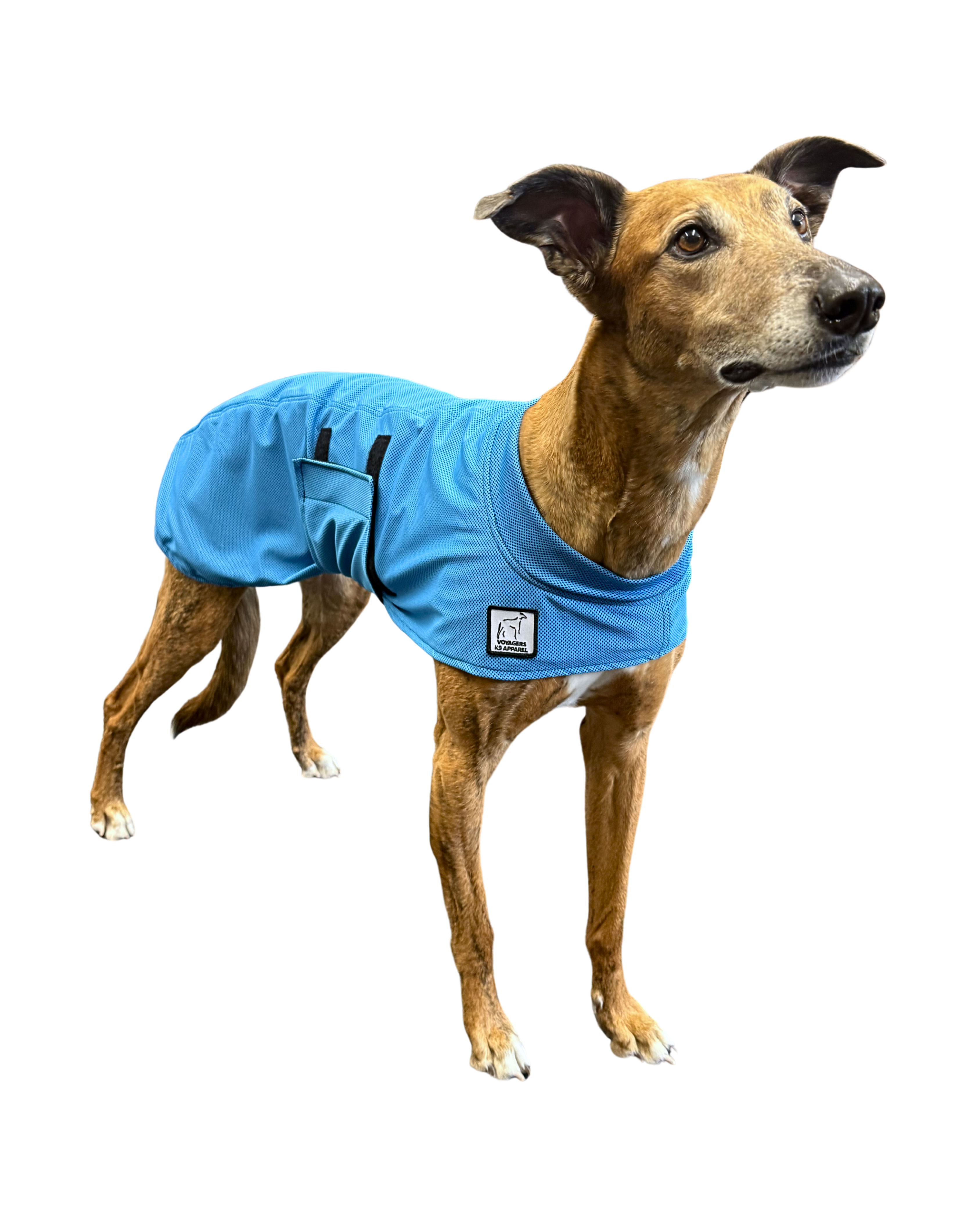 Greyhound Cooling Coat