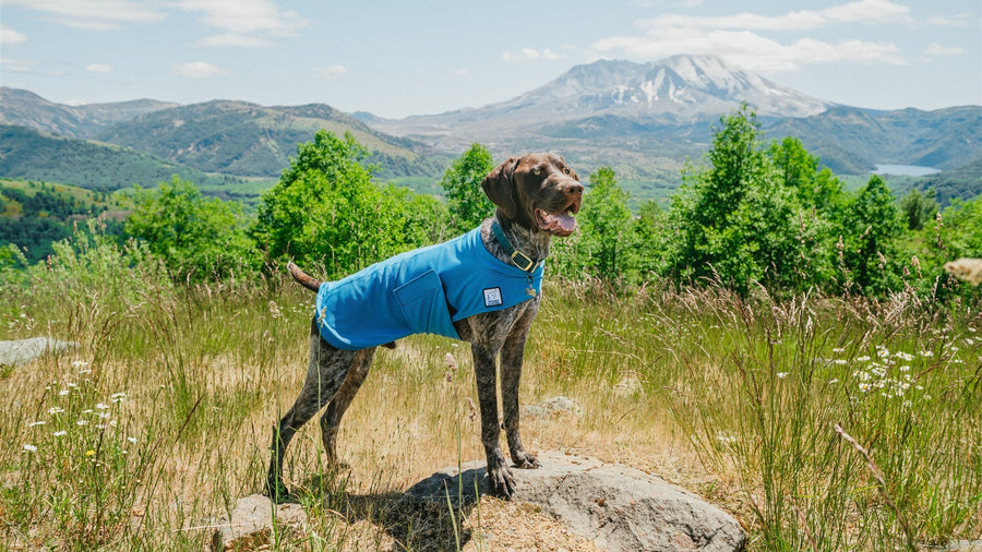 Dog wearing a blue jacket standing on a rock with mountains in the background