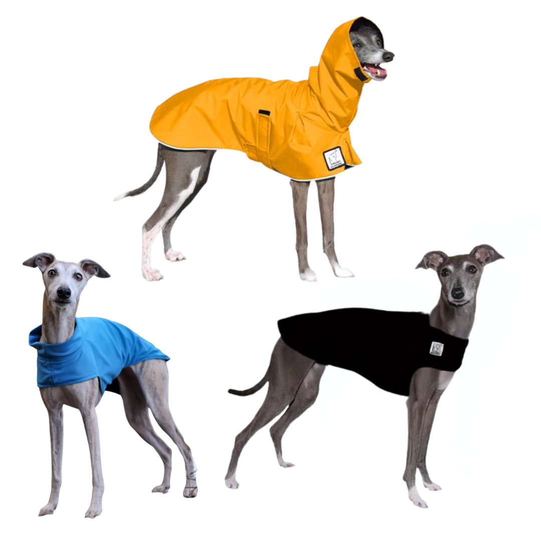 Italian Greyhound Nomad Bundle
