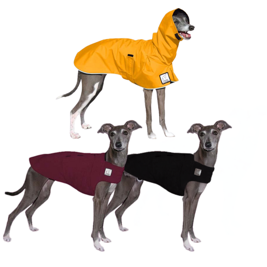 Italian Greyhound Fall Essentials Bundle