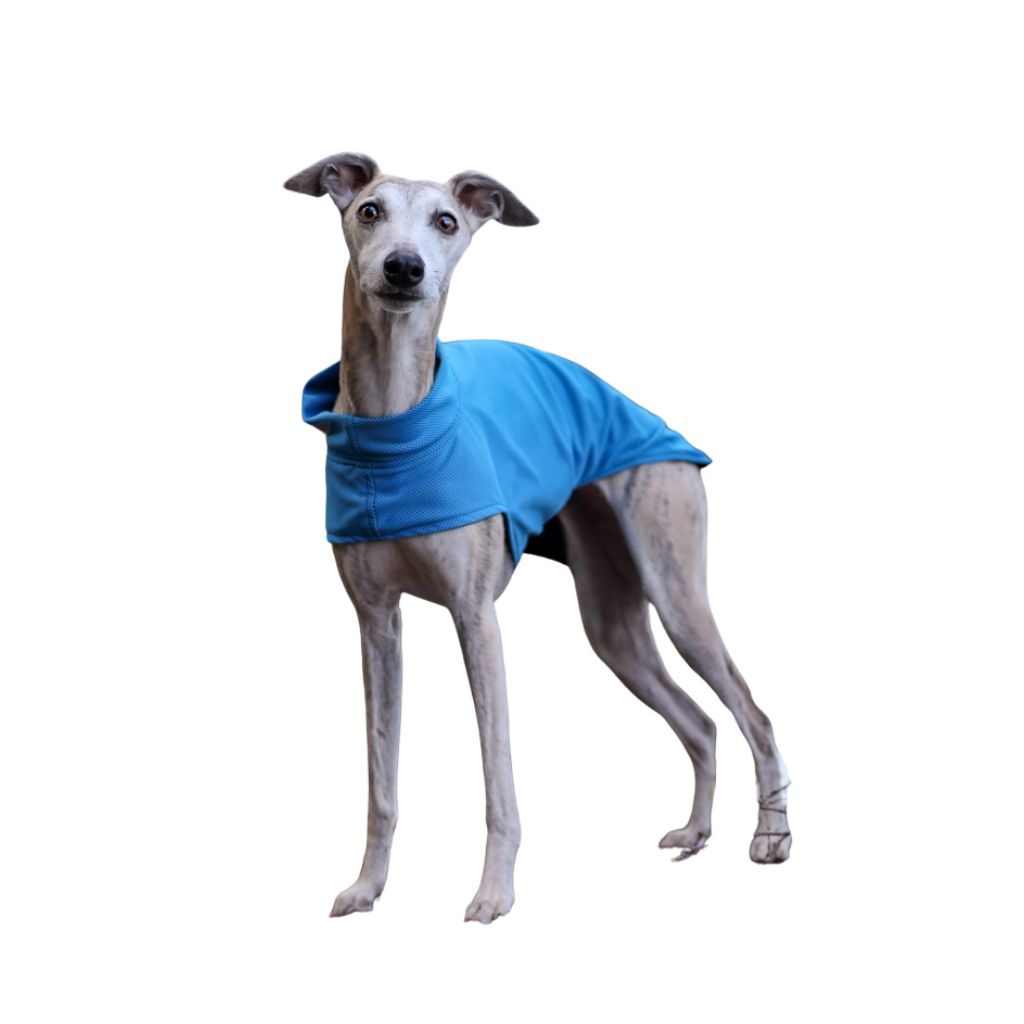 Italian Greyhound Cooling Coat