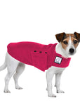 Jack Russell Terrier Tummy Warmer