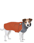 Jack Russell Terrier Winter Coat