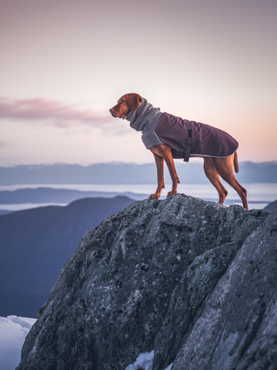 K9 voyagers apparel online