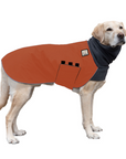 Labrador Retriever Winter Coat