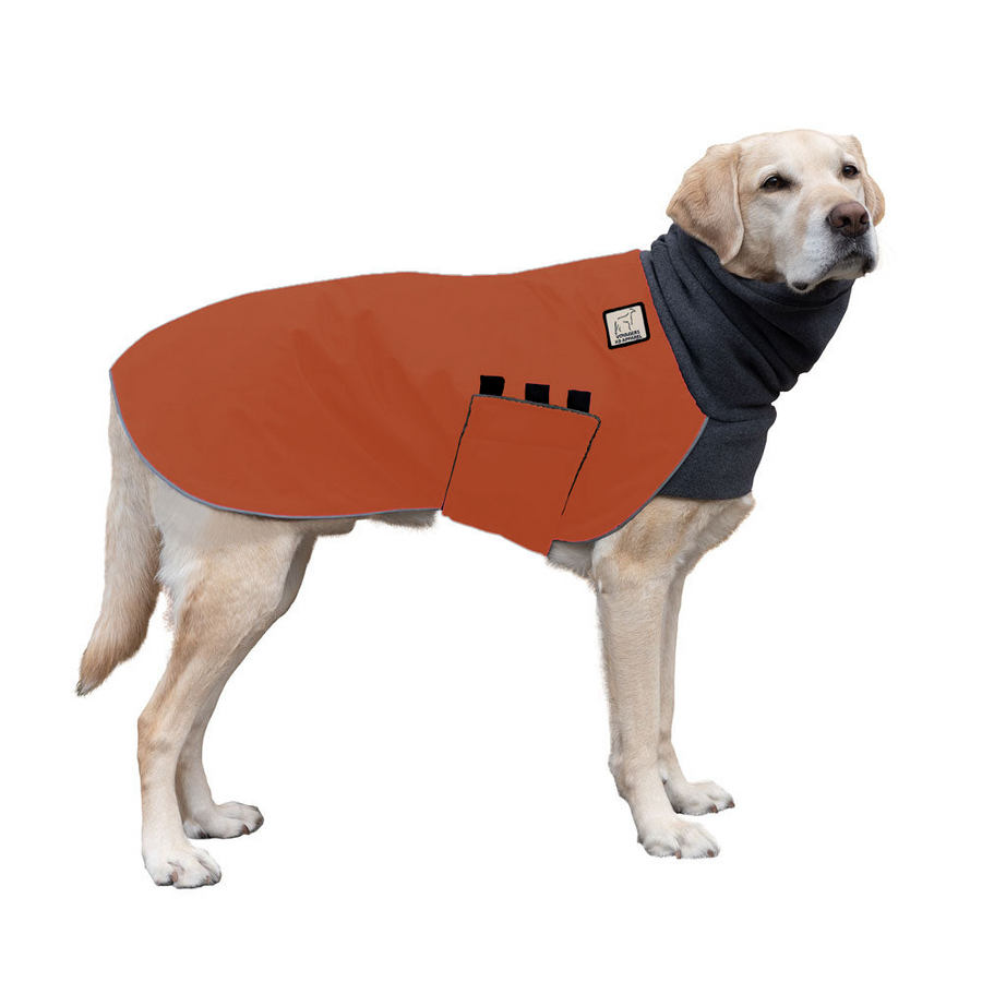 Labrador Retriever Winter Coat