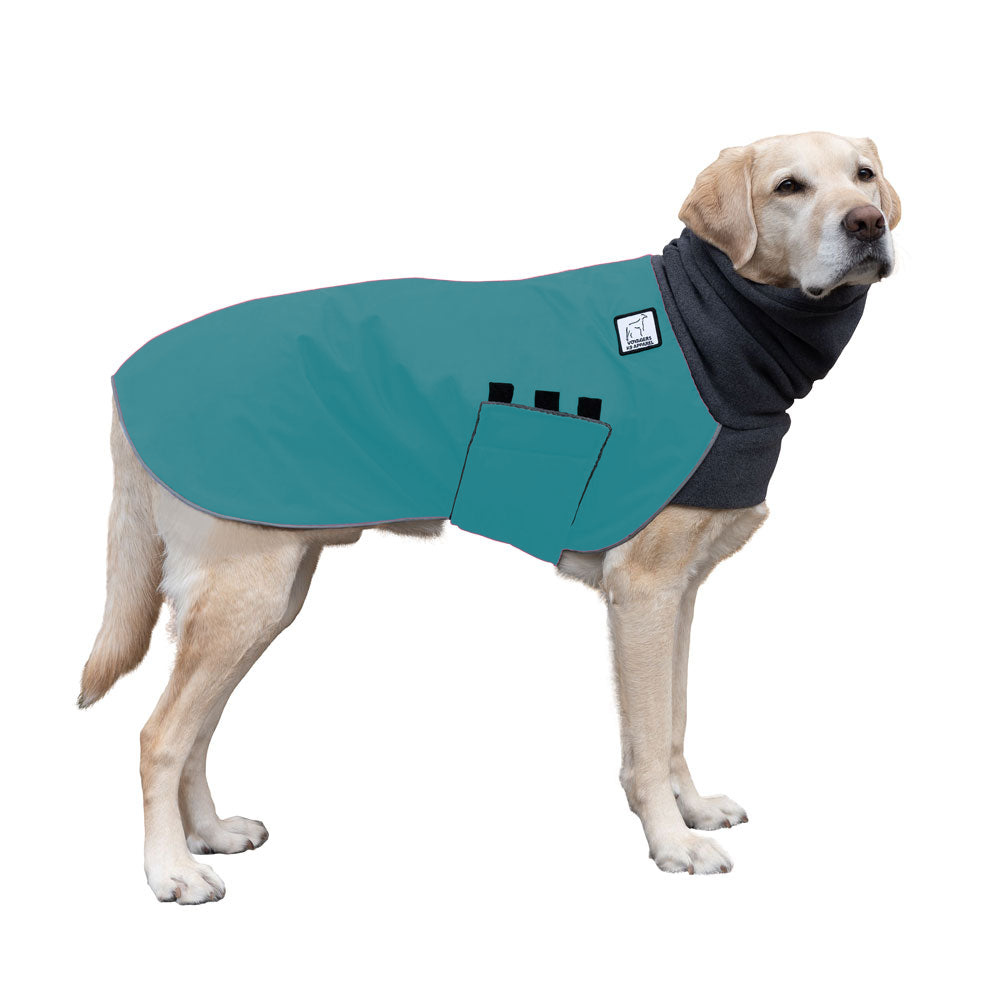 Labrador Retriever Winter Coat