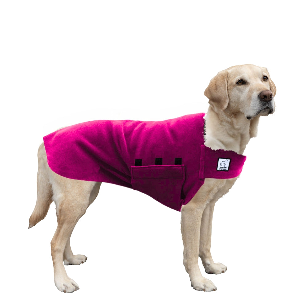 Labrador Retriever Tummy Warmer