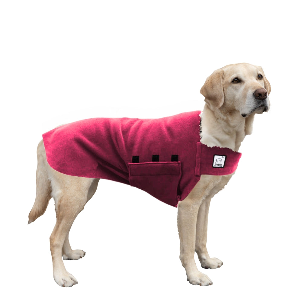 Labrador Retriever Tummy Warmer