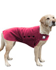 Labrador Retriever Tummy Warmer