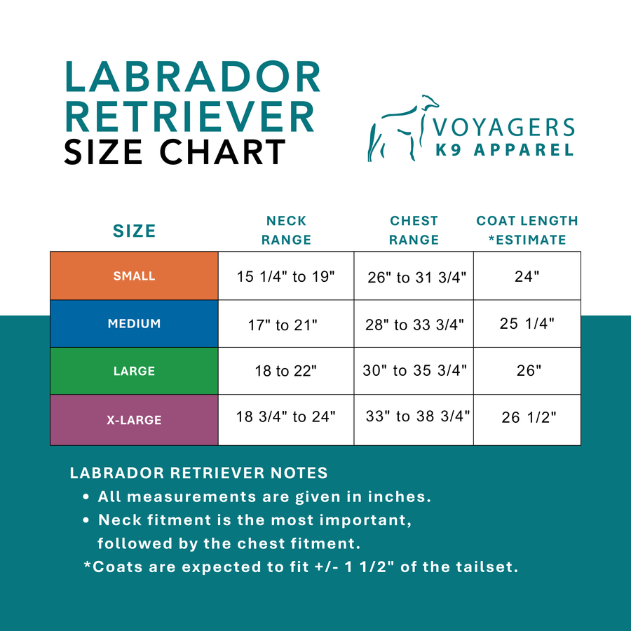 Labrador Retriever Winter Coat