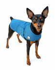 Miniature Pinscher Cooling Coat