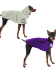 Miniature Pinscher Camper Bundle