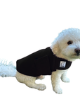 Miniature Poodle Tummy Warmer