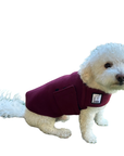 Miniature Poodle Tummy Warmer