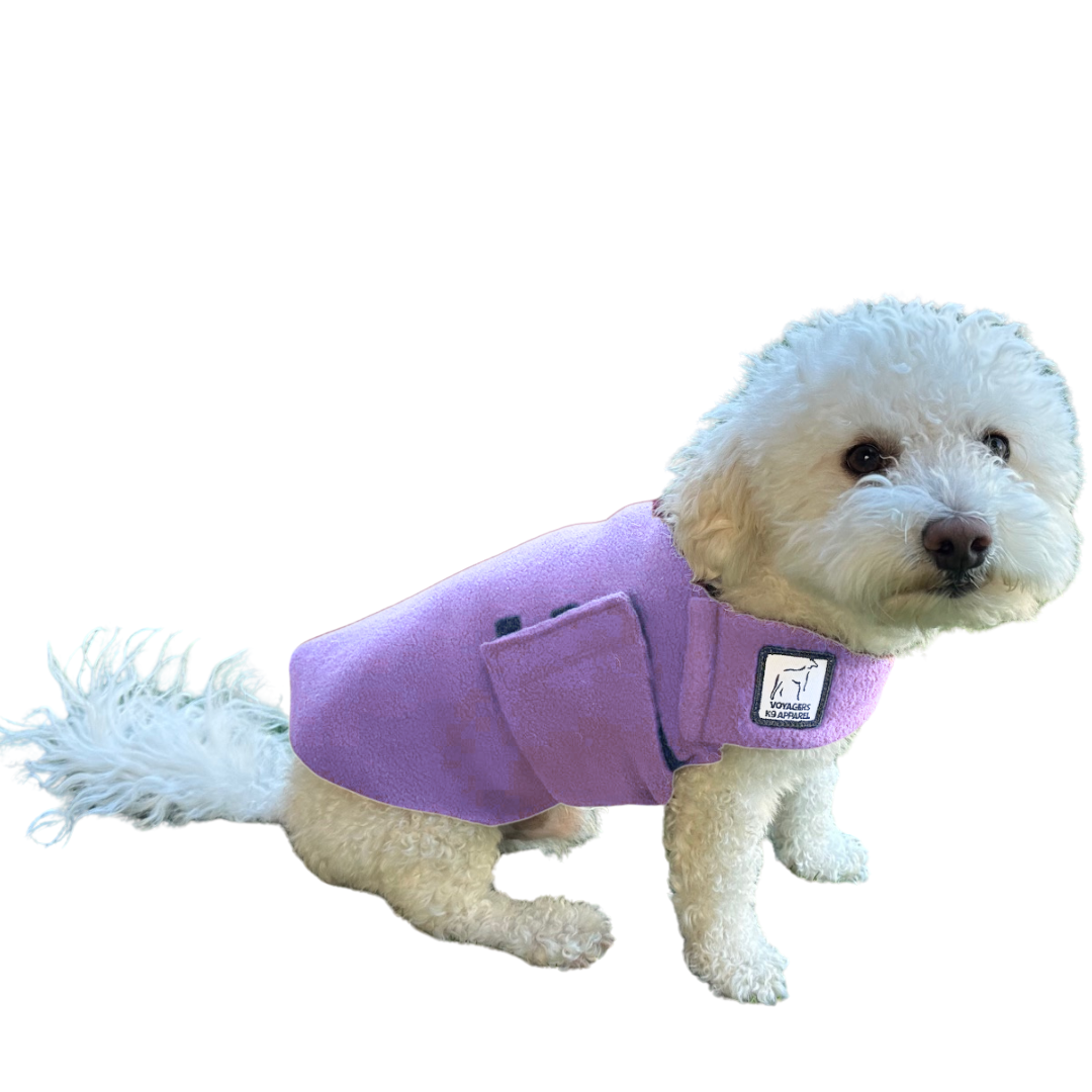 Miniature Poodle Tummy Warmer
