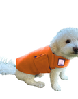Miniature Poodle Tummy Warmer