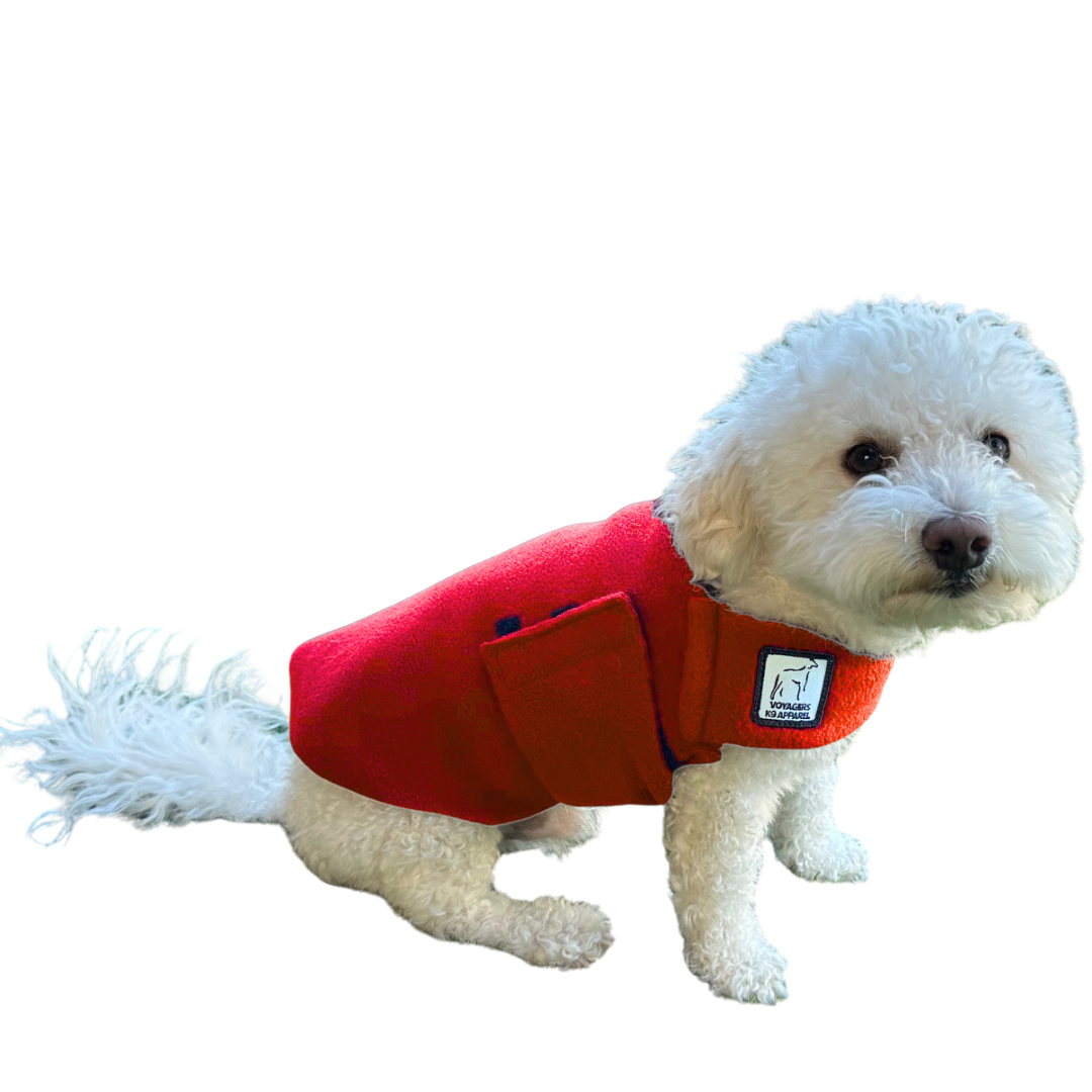 Miniature Poodle Tummy Warmer