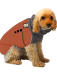 Miniature Poodle Winter Coat