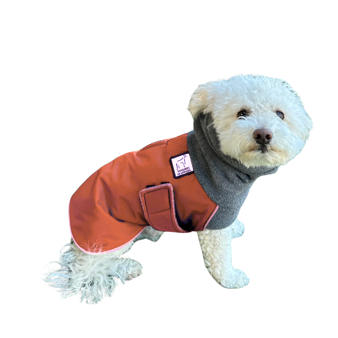 Miniature Poodle Winter Coat