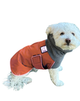 Miniature Poodle Winter Coat