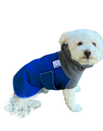 Miniature Poodle Winter Coat