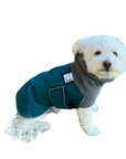 Miniature Poodle Winter Coat