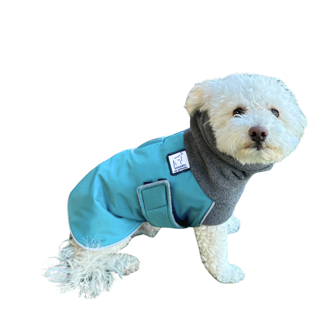 Miniature Poodle Winter Coat
