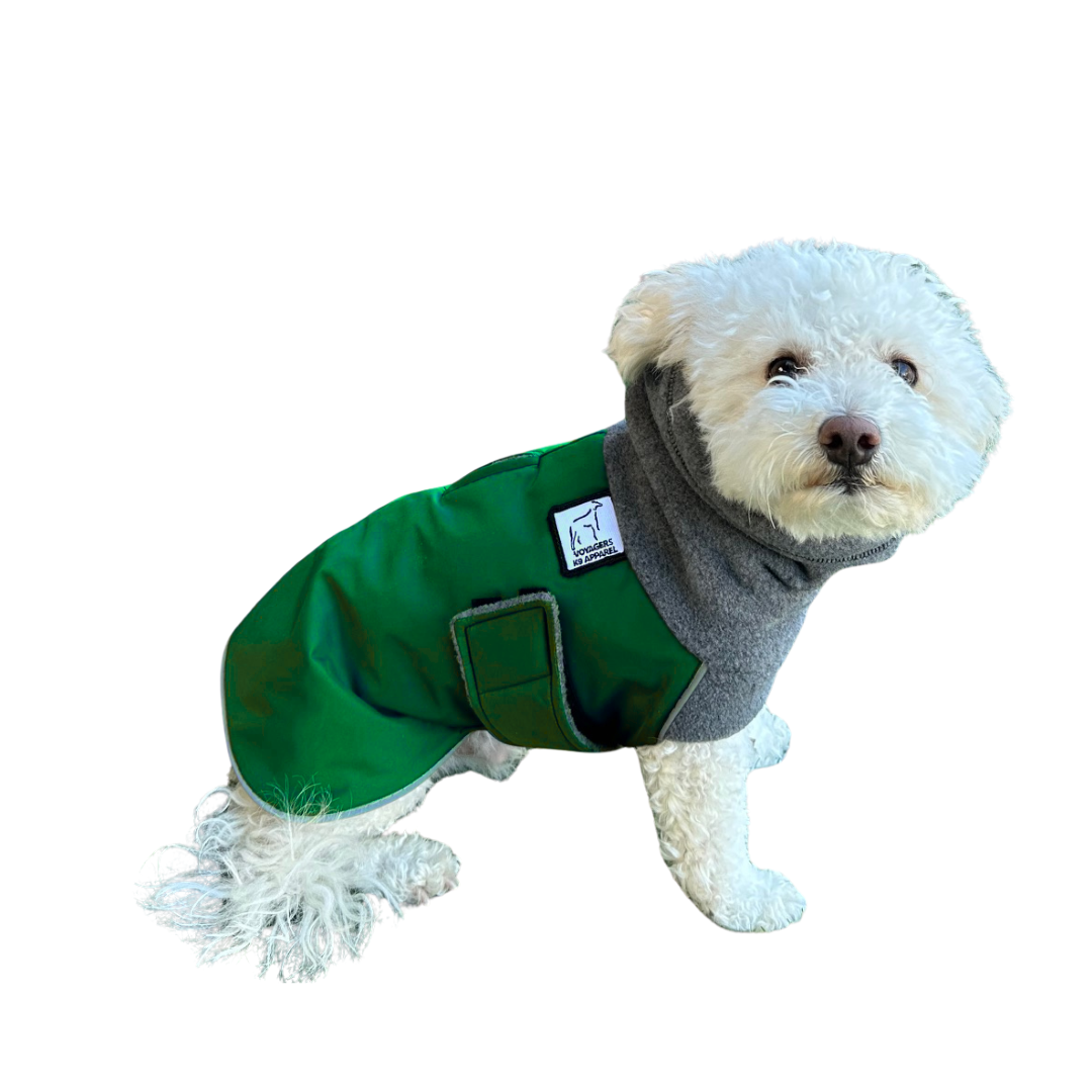Miniature Poodle Winter Coat