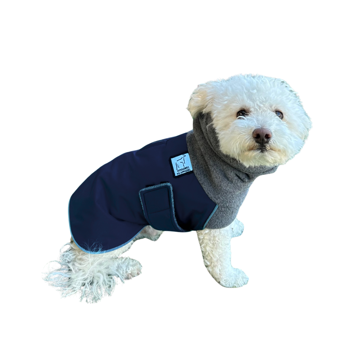 Miniature Poodle Winter Coat