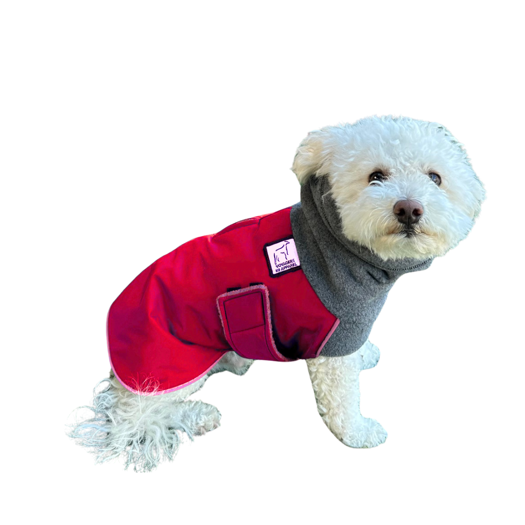 Miniature Poodle Winter Coat