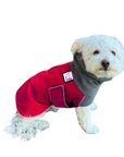 Miniature Poodle Winter Coat